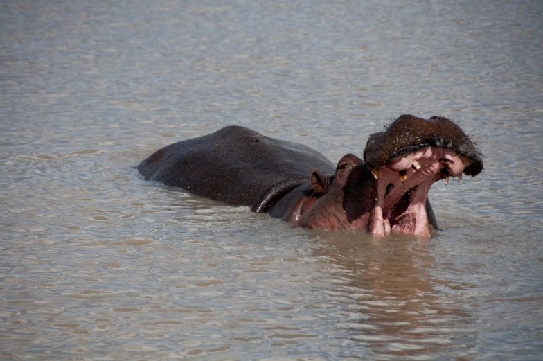 the hippopotamus is in the water and it has his mouth open