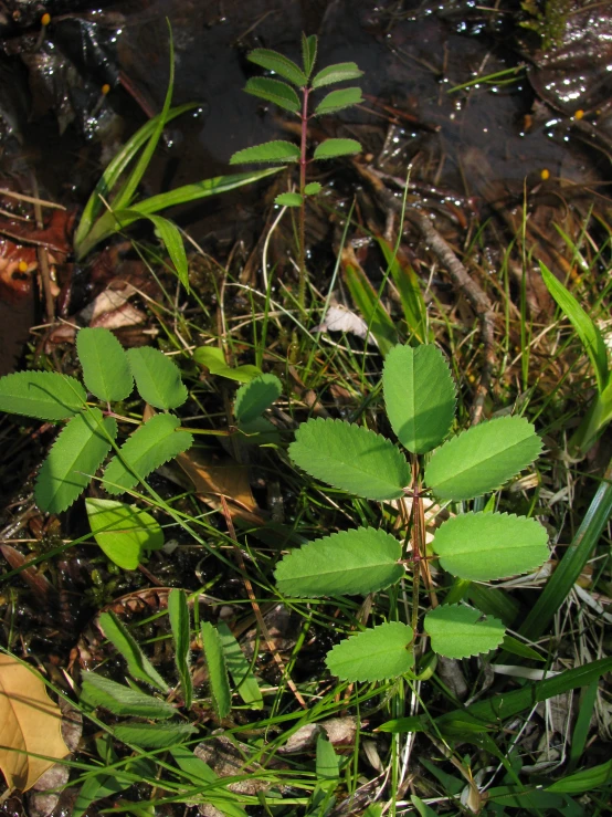 leaves in the grass near a body of water