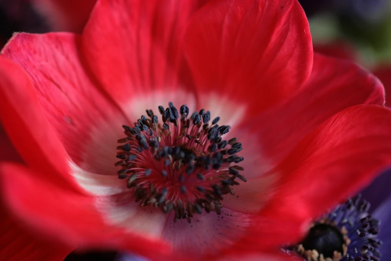 some red white and blue flowers that are in the sunlight