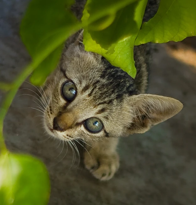 a kitten peeks through the leaves to find soing