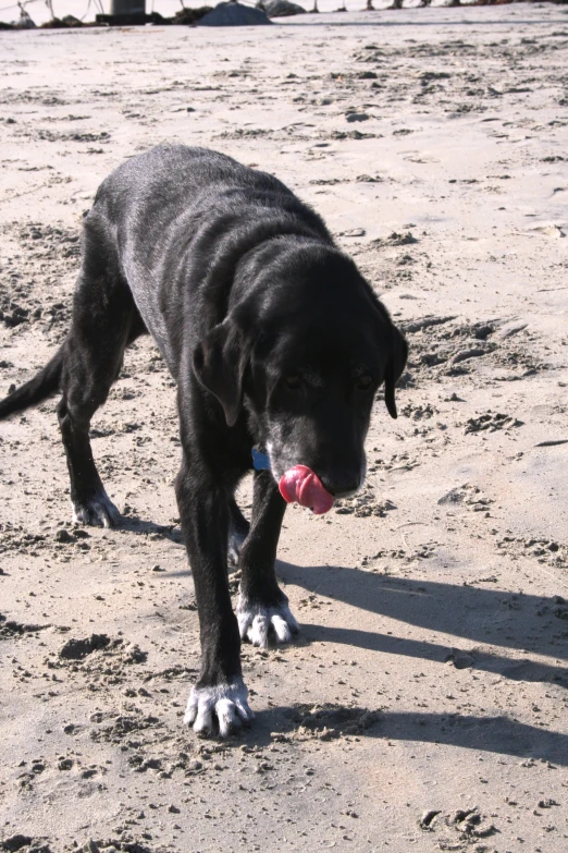 the dog is waiting patiently for its owner to throw it's frisbee