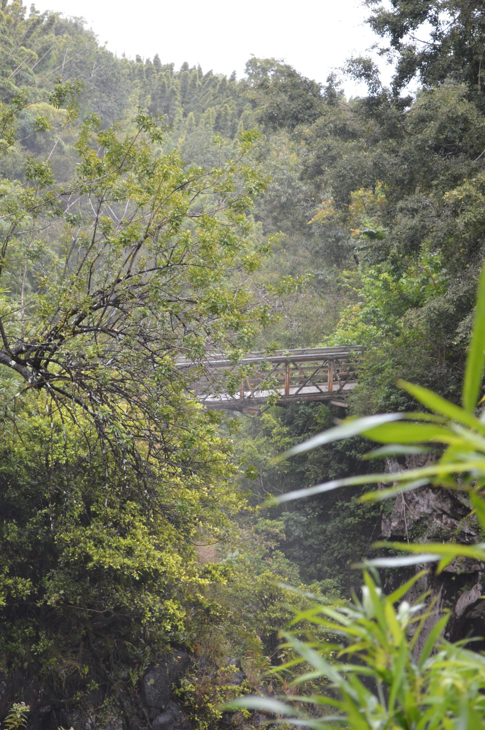 a bridge crosses a narrow stream in the woods