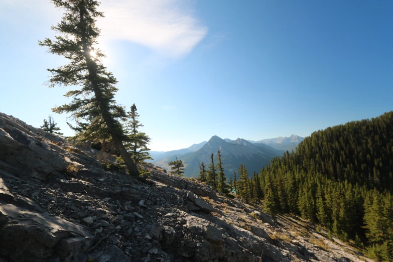 a tree on the top of a hill