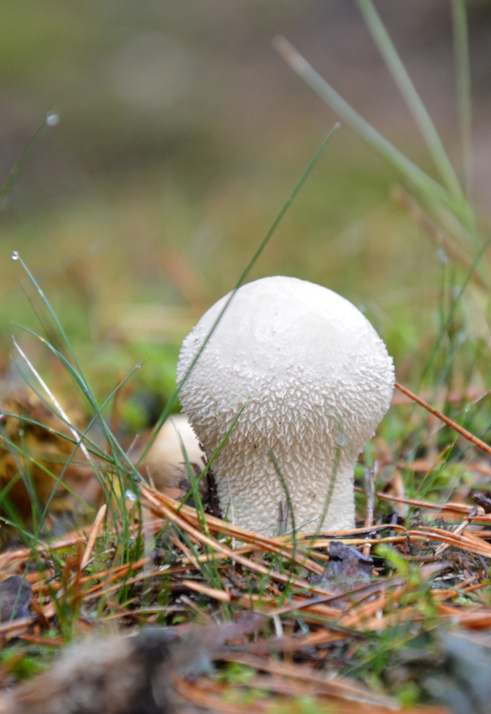 a white mushroom stands on its own in the grass