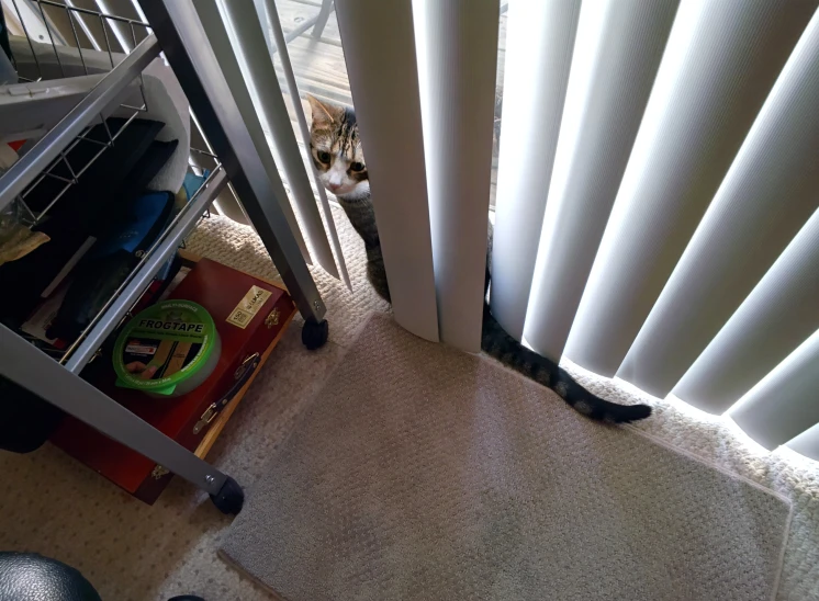 a cat staring through the door curtain next to a rack