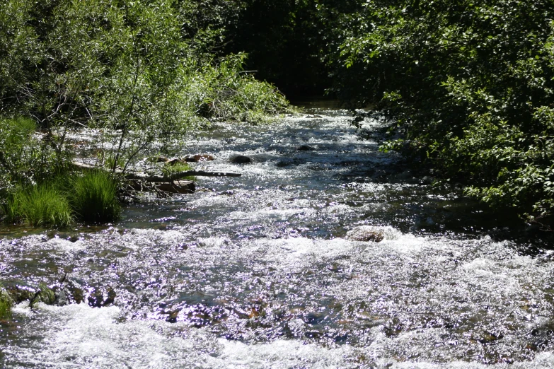 a person in the water near a small stream