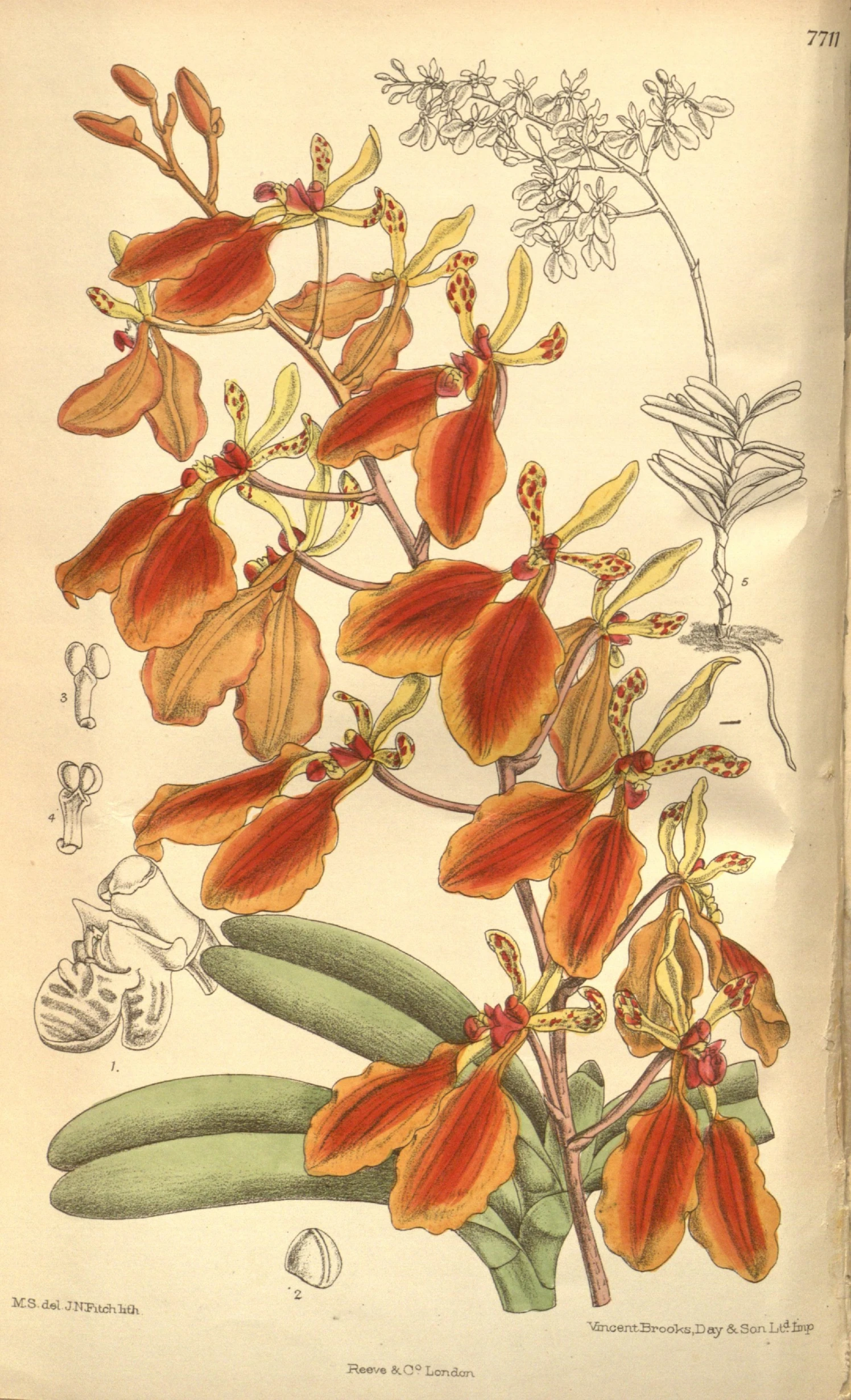 a drawing of orange flowers and leaves in front of a white background