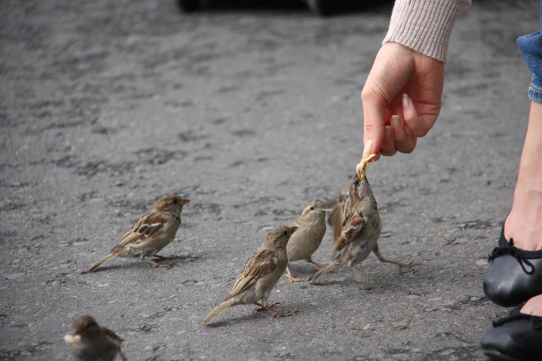 some little birds are standing next to each other