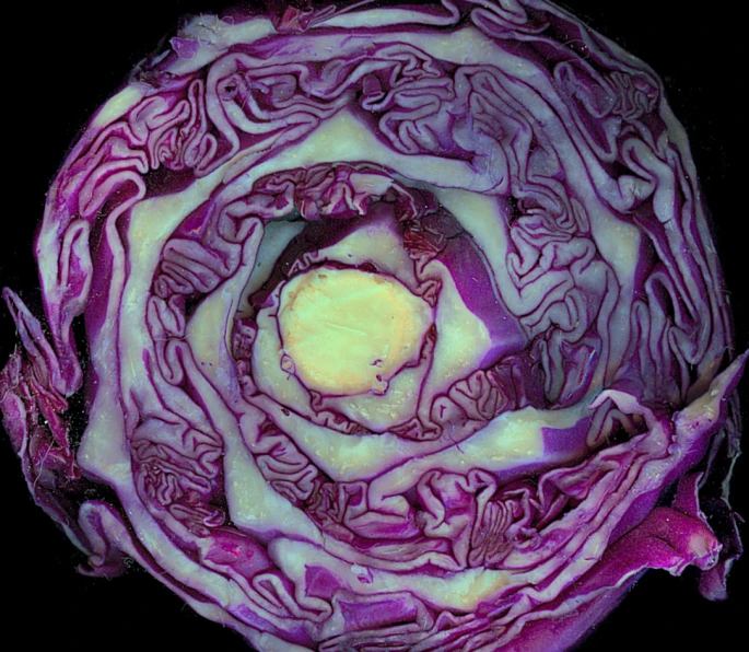 there is an art work of purple cabbage