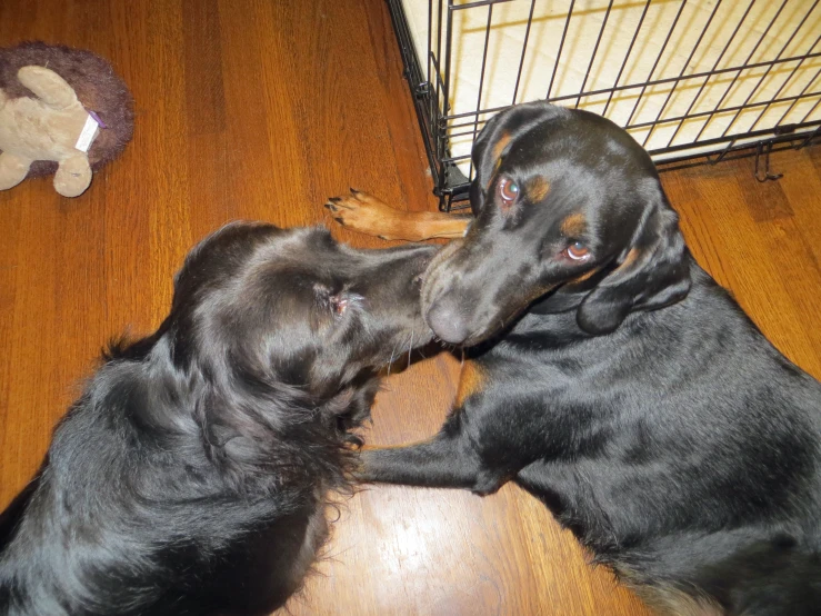 the two dogs are playing near the cage