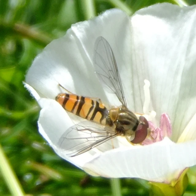 there is a bee with a large head sitting on a flower