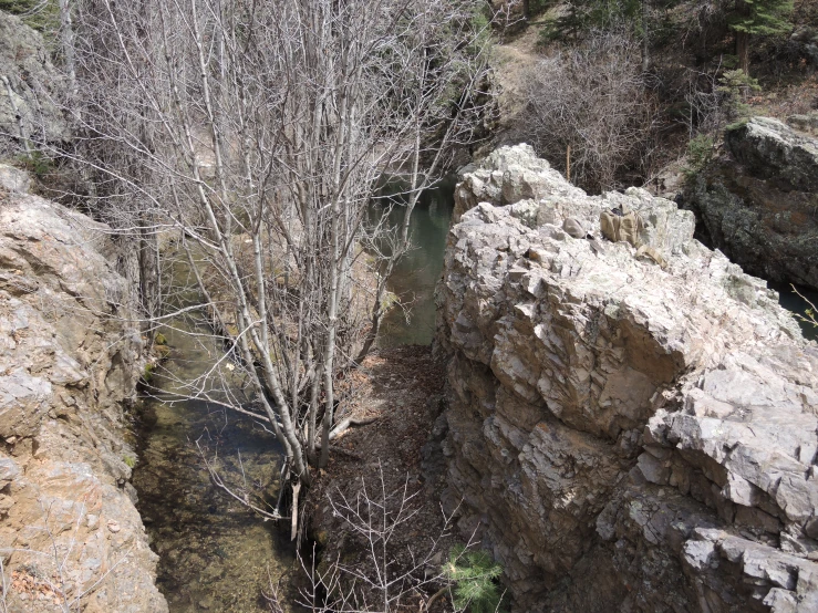 trees growing on rocks overlooking an creek in the hills