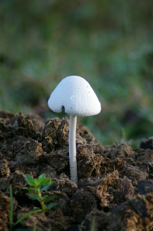 a small white mushroom sits on the ground