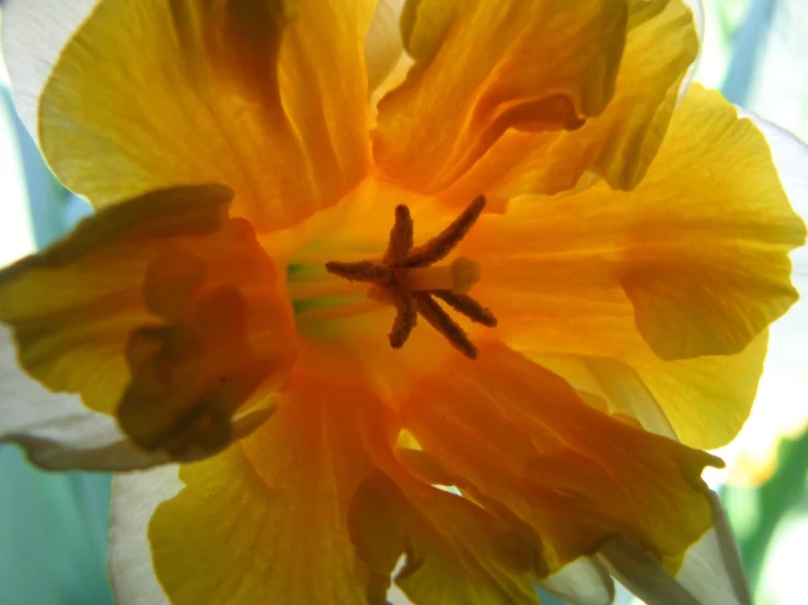 a flower that is yellow and brown in color