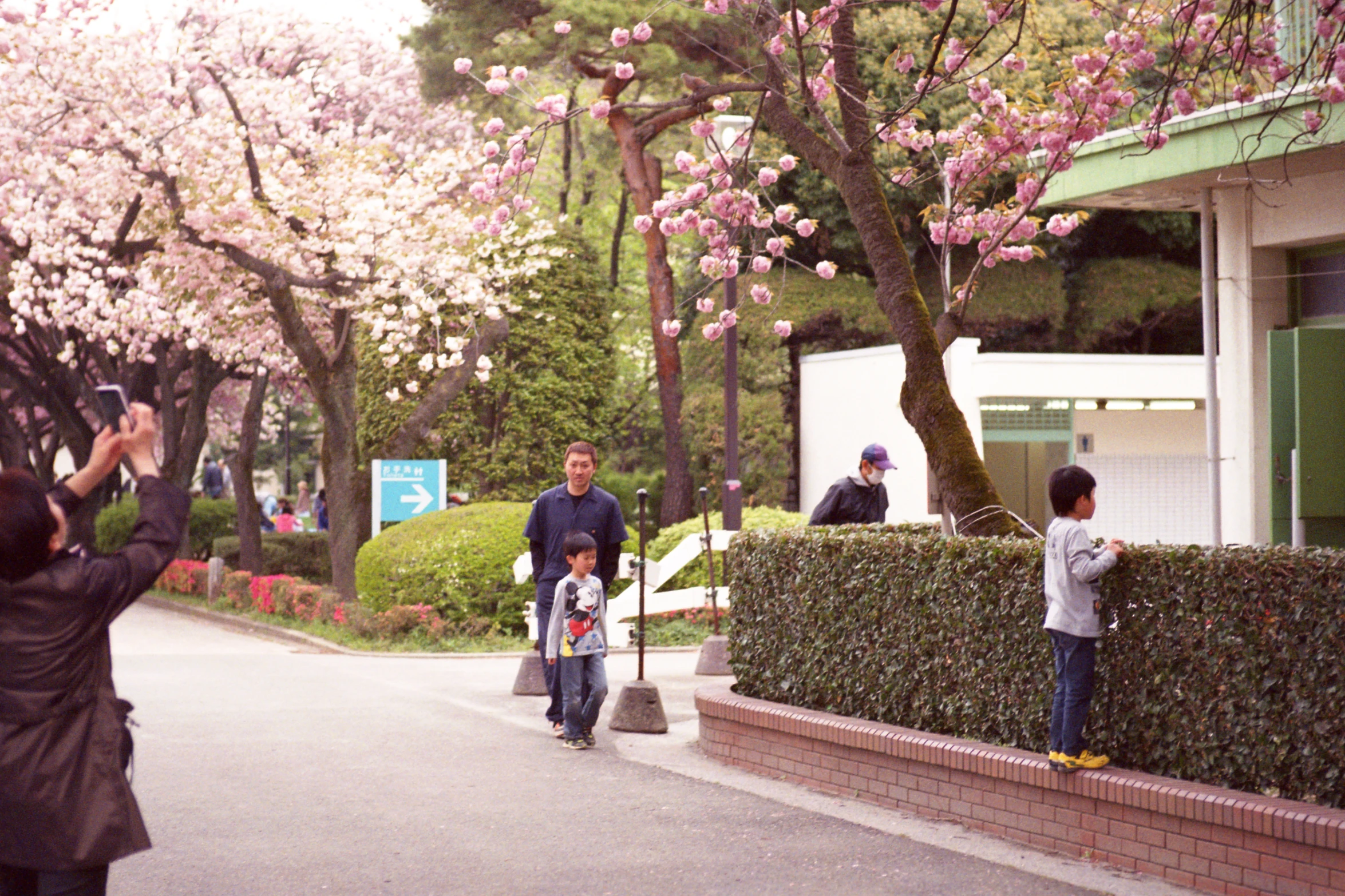 people taking pictures near some flowering trees