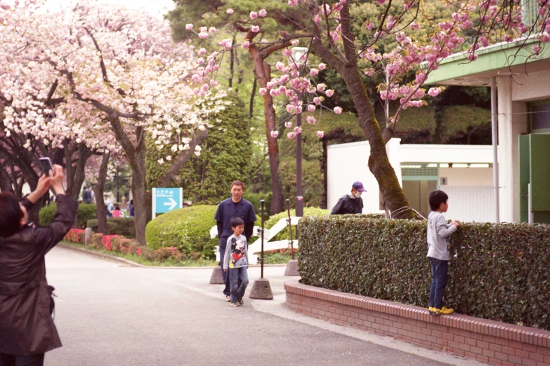 people taking pictures near some flowering trees