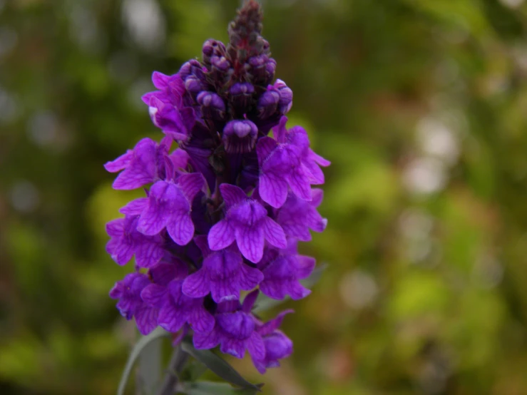 the purple flowers on the plant are very pretty