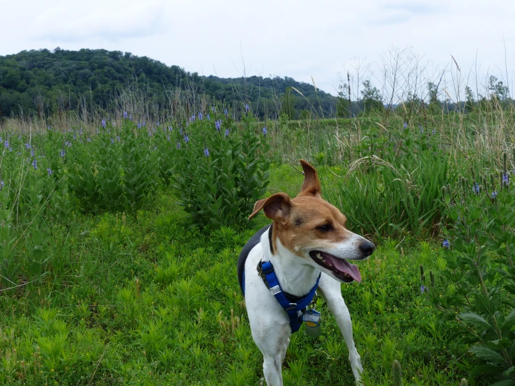 a white and brown dog standing in the grass with a big smile