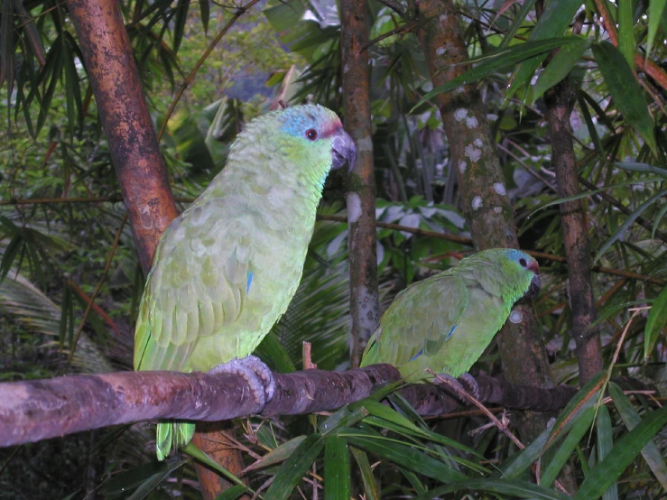 two birds sit on the nches of some trees