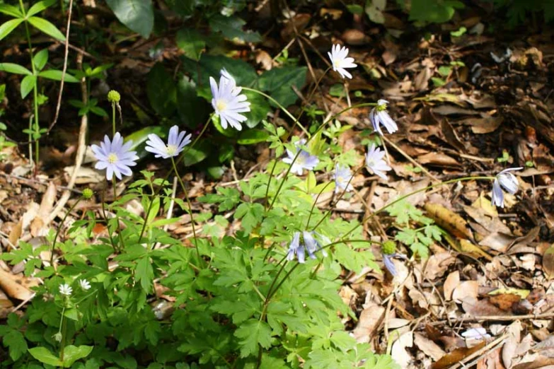 white and blue flowers grow in the forest