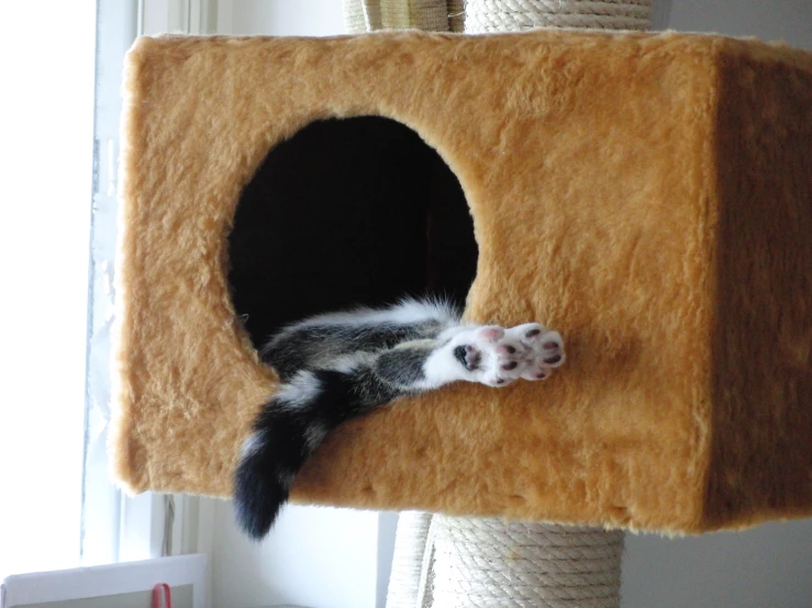 a cat is in the cat tree and asleep
