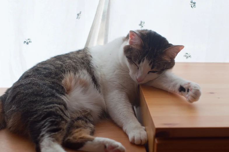 a white and gray cat sleeping on a wooden table