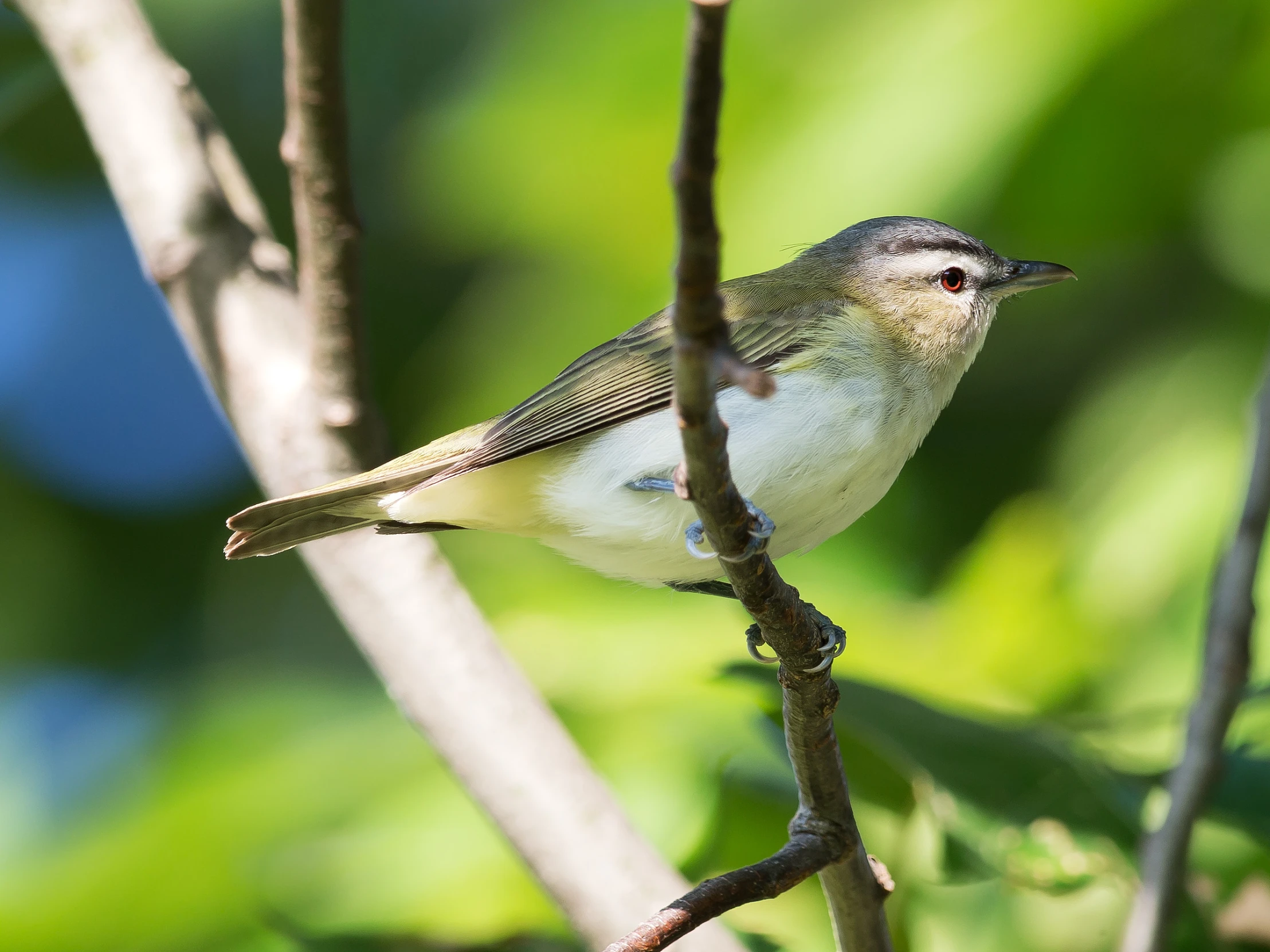 small bird sitting on the nch of a tree