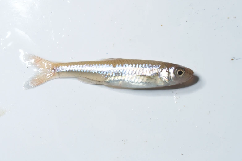 a close up of a fish on a table