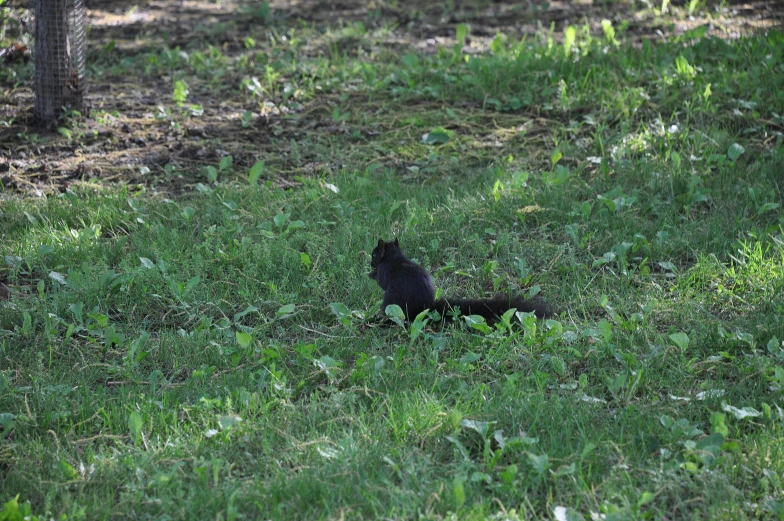 a cat sits in a field with grass