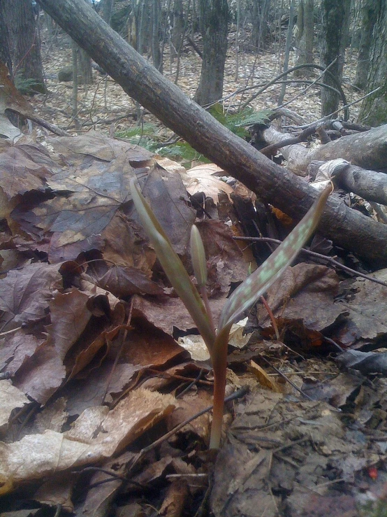 a sprout is growing from the ground of a leaf covered forest