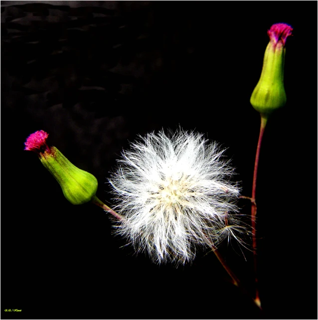 dandelion and flower in the dark, with a white disk around