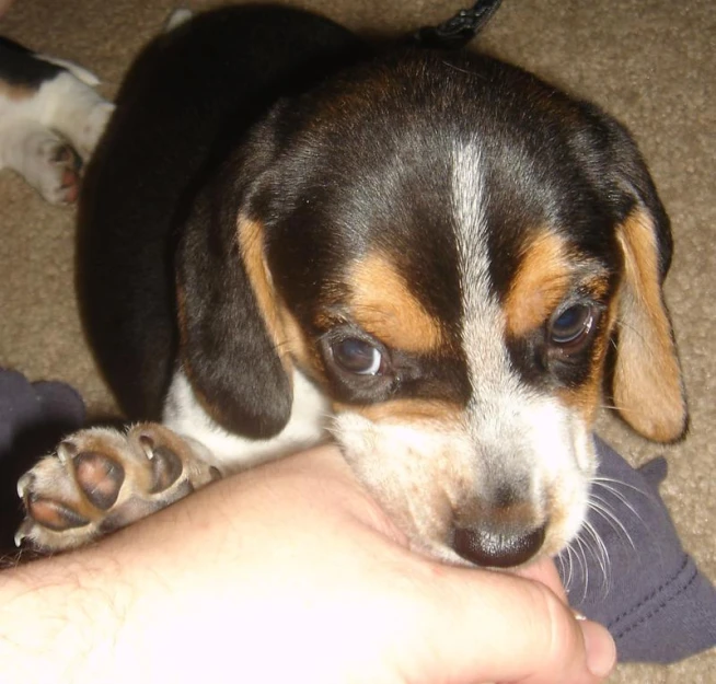 a small puppy being pet by someone holding it up