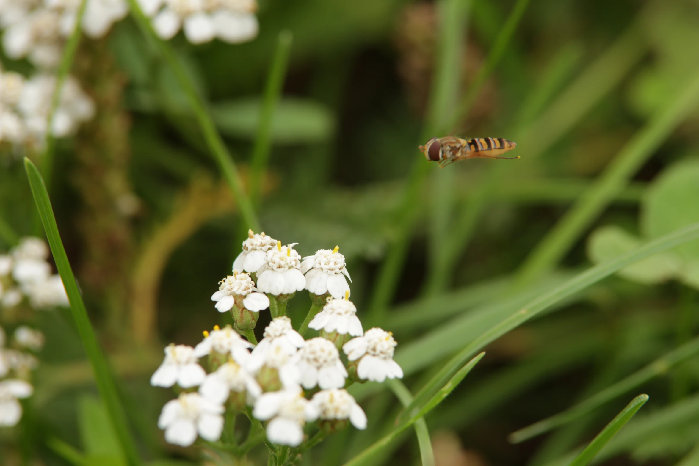 the flying insect is in motion on the white flowers