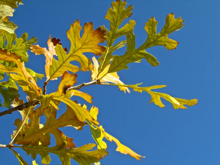 this is some leaves that are on the tree