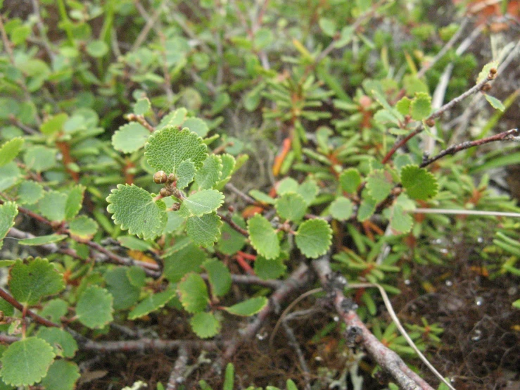 small, green plant on the edge of a barren path