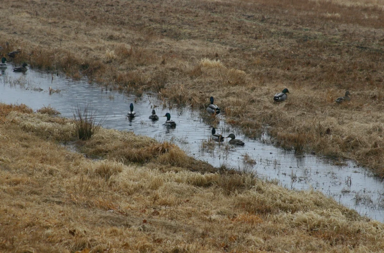 many ducks that are in some water