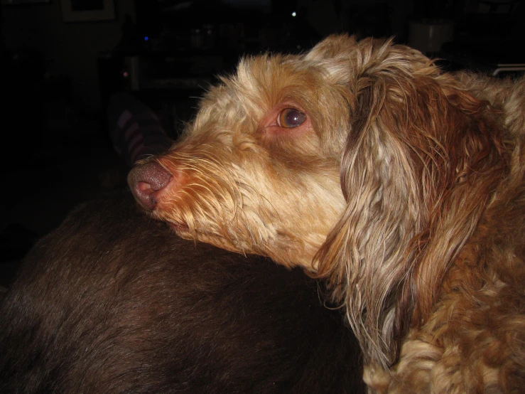 a dog looking to its left side in the dark