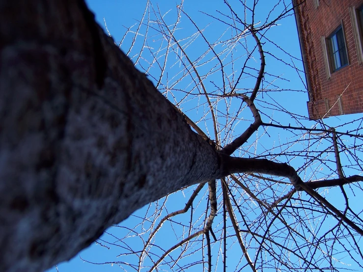 tree nches are shown near an apartment building