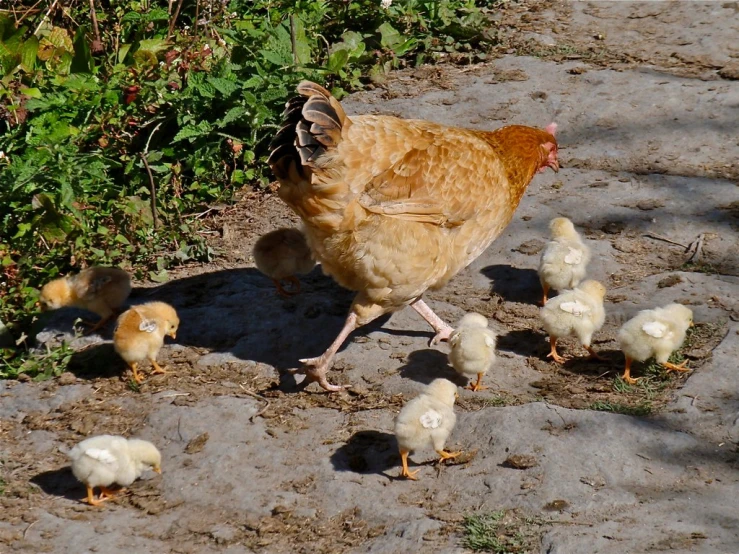 a hen and chicks on a sidewalk near green plants