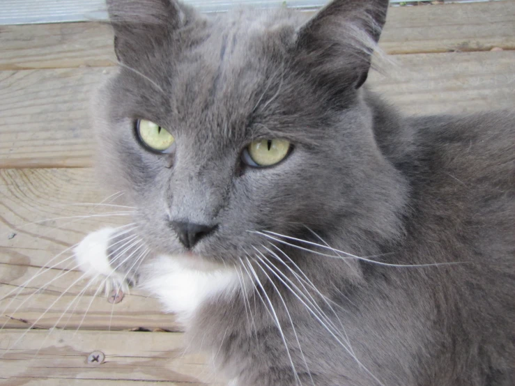 a grey cat has yellow eyes and a tail