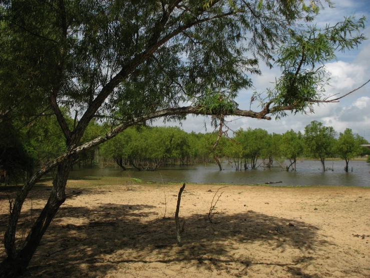 an area with brown sand and trees in the foreground