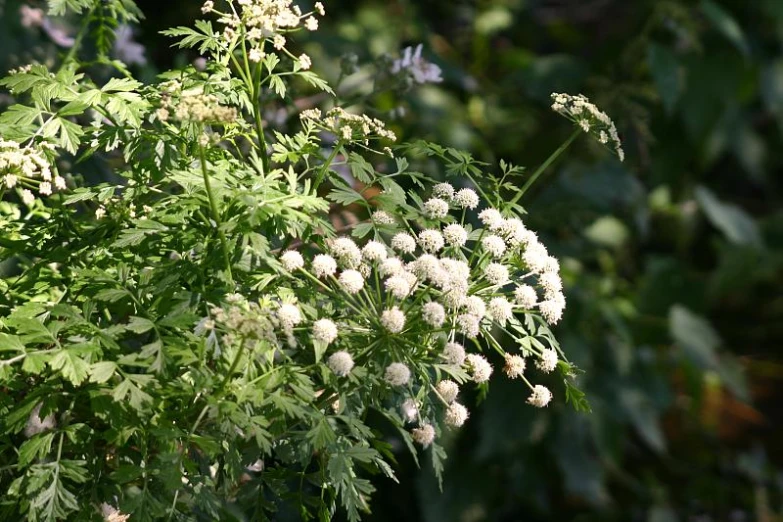 white and green flowers blooming on the outside nches