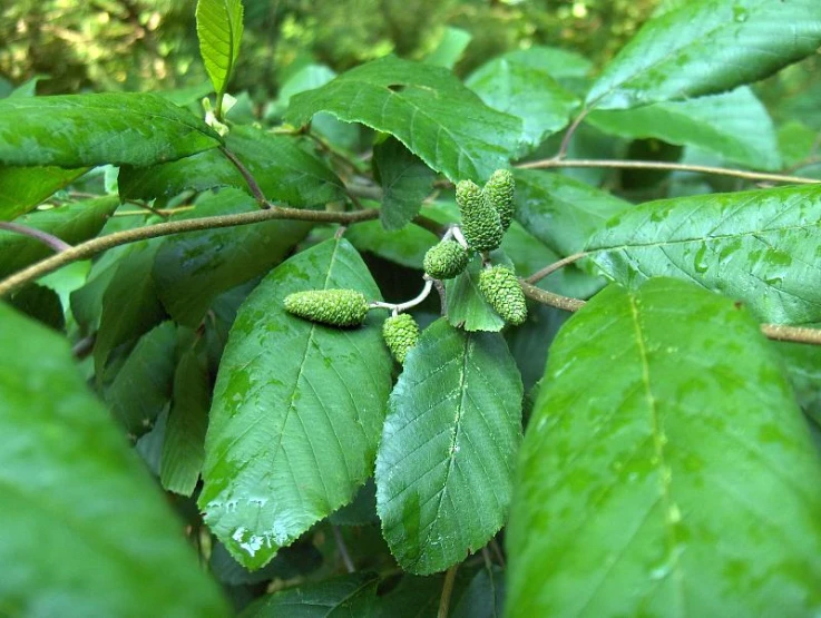 green leaves with little flower buds growing on them