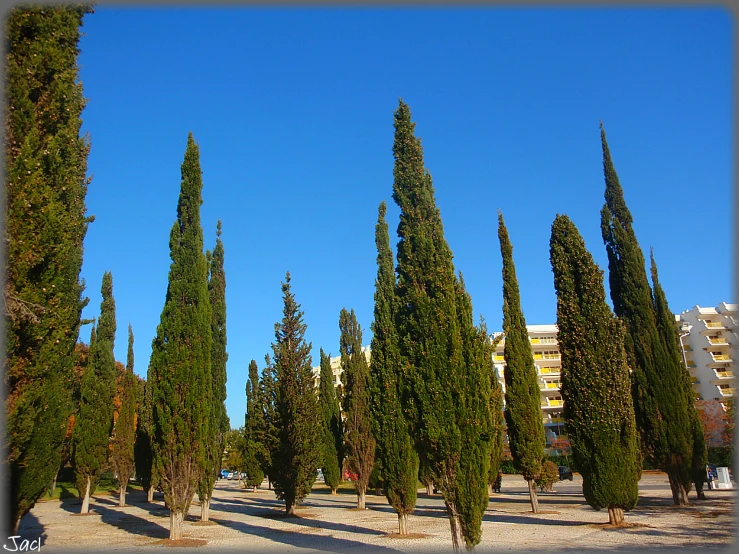 a group of trees on a sunny day