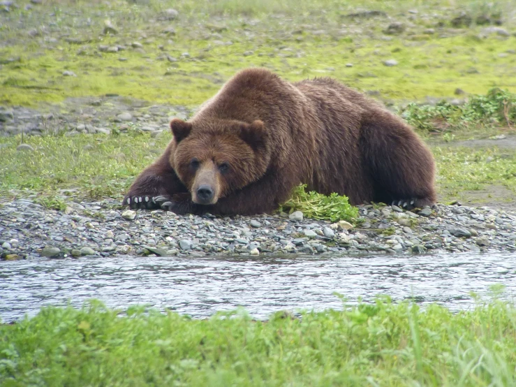 an bear sitting in the water waiting to catch some food