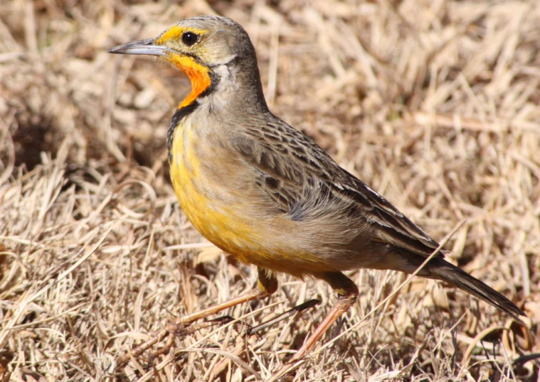 a small yellow and gray bird on the ground