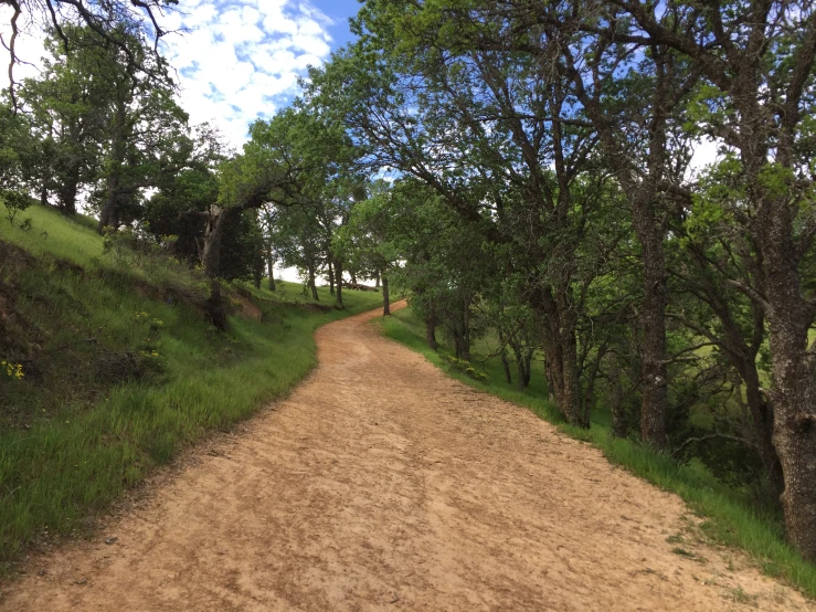 an empty dirt path leading through the woods