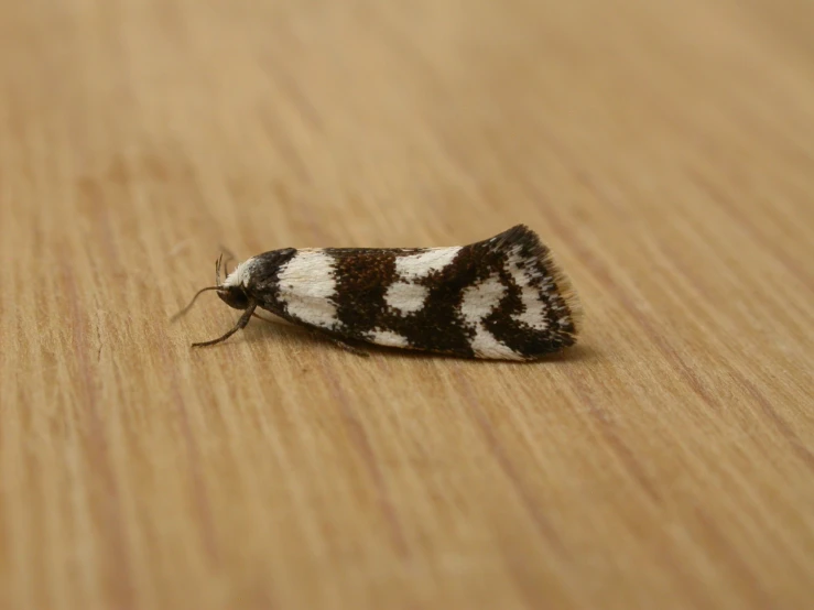 a white and black moth on a wooden surface