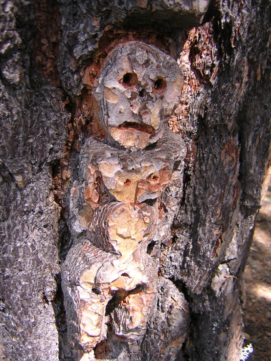 an old pine tree with many small holes in it