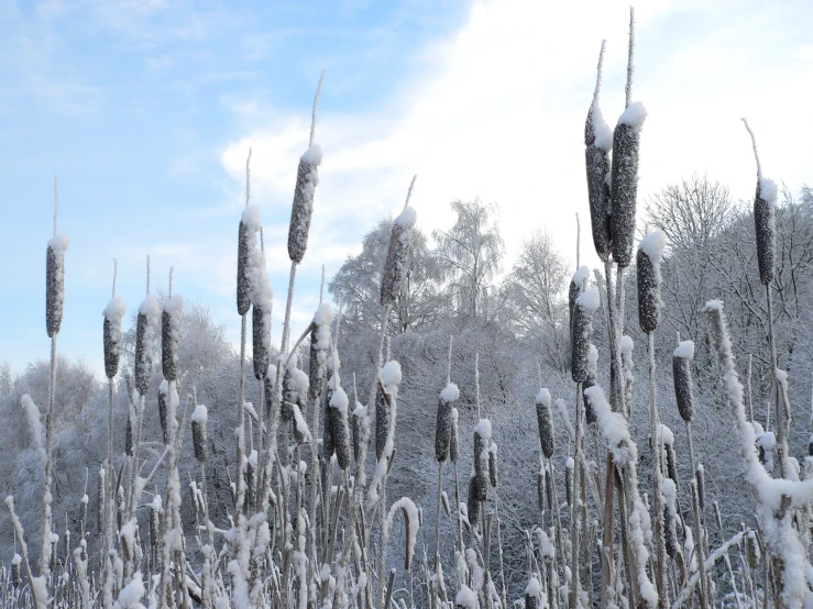 frozen grasses are seen with snow on them